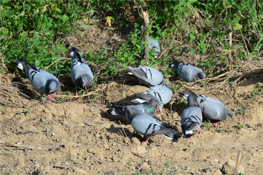 연천군 임진강 주변 무리를 지어 먹이를 먹는 양비둘기. [국립생태원 제공]