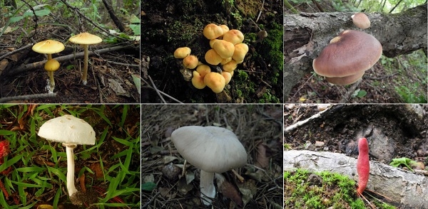 가을철 대표적인 독버섯들. 왼쪽 위에서부터 개나리광대버섯, 노란다발버섯, 화경버섯, 붉은사슴뿔버섯, 외대버섯, 흰독큰갓버섯. [환경부 제공]